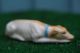 Superb: Mid 19thc Staffordshire Porcellaneous Recumbent Greyhound Dog C1860s Figurines photo 3