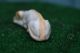 Superb: Mid 19thc Staffordshire Porcellaneous Recumbent Greyhound Dog C1860s Figurines photo 4
