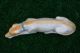 Superb: Mid 19thc Staffordshire Porcellaneous Recumbent Greyhound Dog C1860s Figurines photo 5