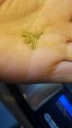Solid 24k Gold Viking Queen Bee Pendant 1.  9 Grams Roman photo 2