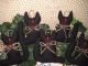 5 Handmade Halloween Black Fabric Cat Ornies Ornaments Bowl Fillers Home Decor Primitives photo 3