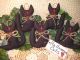 5 Handmade Halloween Black Fabric Cat Ornies Ornaments Bowl Fillers Home Decor Primitives photo 5