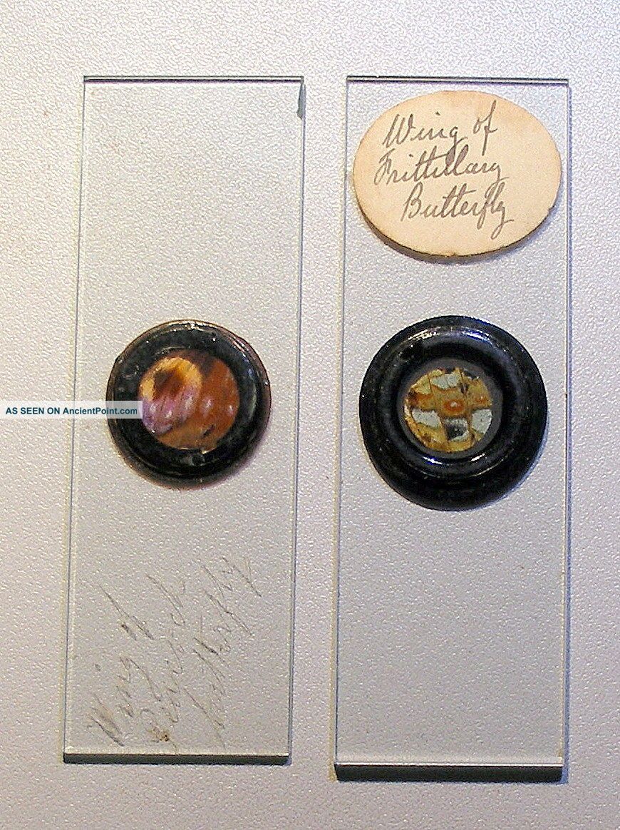 Pair Early Microscope Slides Of Butterfly Wings Other Antique Science Equip photo
