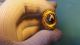 Rare Ancient Gold Gilded Silver Ring With Glass Insert 100 - 400ad Roman photo 1