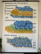 Vintage Pull Down School Wall Chart Of The Structure Of Chloroplast Ii Other Antique Science, Medical photo 1