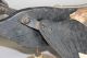 A Early Folk Art Carved Wooden Goose Weathervane - Whirligig Paint Primitives photo 2