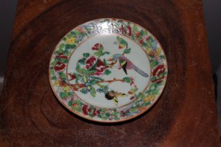 Antique Chinese Celadon Porcelain Famille Rose Plate - 19thc photo