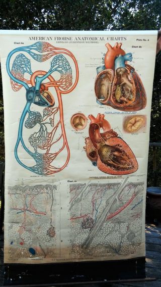 Antique Frohse Anatomical Chart No.  4 Schema - Circulation Heart - Skin 1918 Nystrom photo