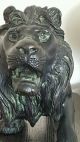 Japanese Bronze Study Of A Prowling Lion 4 Character Sign 43cm Meiji Period Vases photo 1