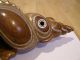 Solomon Islands Conch Shell Wood Carving Pacific Islands & Oceania photo 2