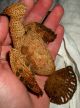 Antique 1800s Sailor Knot Crocheted Stuffed Bird W/ Heart In Chest Vafo Primitives photo 1