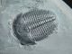 A 100 Natural Pristine And Perfect Utah Elrathia Trilobite Fossil 411gr G The Americas photo 9