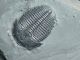 A 100 Natural Pristine And Perfect Utah Elrathia Trilobite Fossil 411gr G The Americas photo 10