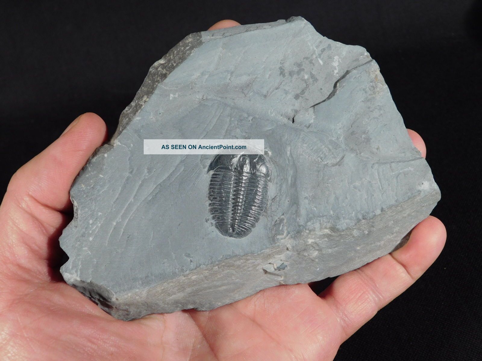 A 100 Natural Pristine And Perfect Utah Elrathia Trilobite Fossil 411gr G The Americas photo