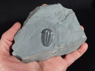 A 100 Natural Pristine And Perfect Utah Elrathia Trilobite Fossil 411gr G photo