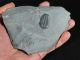 A 100 Natural Pristine And Perfect Utah Elrathia Trilobite Fossil 411gr G The Americas photo 3