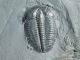 A 100 Natural Pristine And Perfect Utah Elrathia Trilobite Fossil 411gr G The Americas photo 4