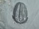 A 100 Natural Pristine And Perfect Utah Elrathia Trilobite Fossil 411gr G The Americas photo 5