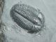 A 100 Natural Pristine And Perfect Utah Elrathia Trilobite Fossil 411gr G The Americas photo 6