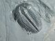 A 100 Natural Pristine And Perfect Utah Elrathia Trilobite Fossil 411gr G The Americas photo 8