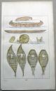 1842 G.  Catlin Handcol Engraving Native American Indians Canoes Snow Shoes Native American photo 1