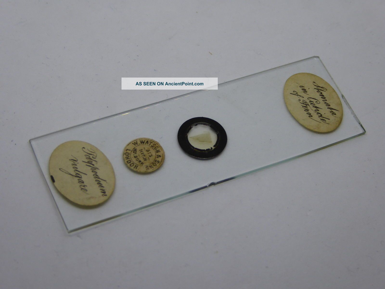 Antique Watson & Sons Glass Microscope Slide - Stomata In Cutride Of Fern Ref 9 Other Antique Science Equip photo