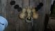 Primitive Gourd Light,  Early Look Homestead Small,  Walnut & Gourd Cupboard Decor Primitives photo 2