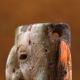 Teotihuacan Stone Maskette/mask Pendant - Antique Pre Columbian - Maya Olmec The Americas photo 7