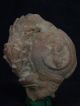 Ancient Teracotta Head Roman C.  200 Bc Tr507 Roman photo 4