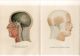 C1900 Human Head Anatomy Model Antique Litho Print H.  Kraemer Other Medical Antiques photo 1