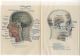 C1900 Human Head Anatomy Model Antique Litho Print H.  Kraemer Other Medical Antiques photo 2