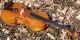 Fine Antique Violin Labelled Gio.  Maria Del Bussetto,  Cremona.  Gorgeous Tone String photo 4
