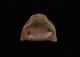 Ocelot Jade Stone Head Amulet Pendant - Antique Pre Columbian Statue - Olmec The Americas photo 8