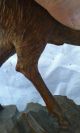 Antique Black Forest Wood Carved Roe Deer Stag Statue,  Sculpture Carved Figures photo 5