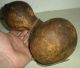 Antique C 1760–1820 Native American Indian Eastern Woodland Gourd Canteen Vafo Native American photo 6