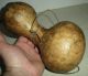 Antique C 1760–1820 Native American Indian Eastern Woodland Gourd Canteen Vafo Native American photo 8