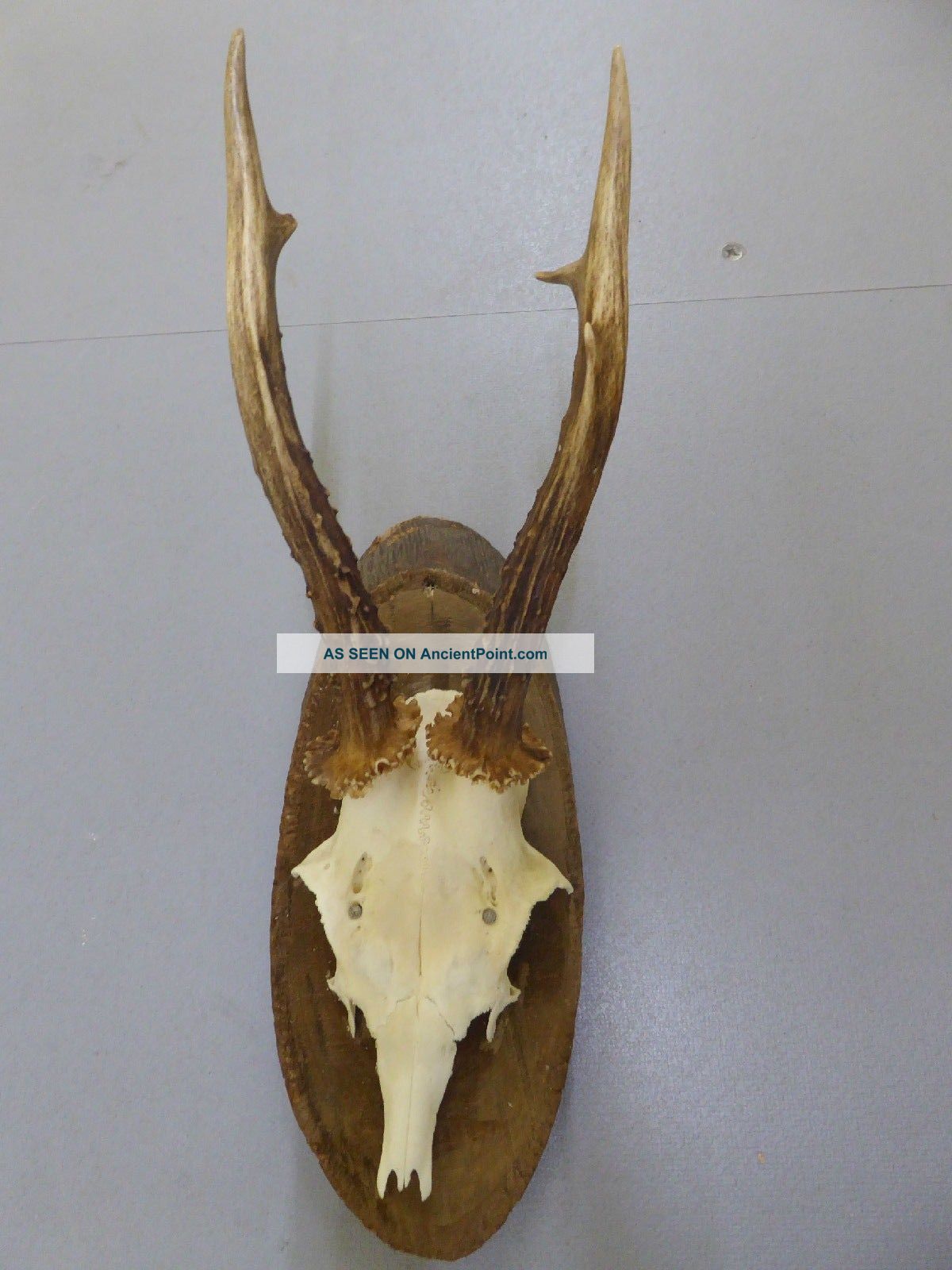 Vintage Antique Roe Deer Buck Antlers Skull Wood Mounted Taxidermy Education European photo