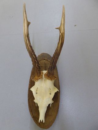 Vintage Antique Roe Deer Buck Antlers Skull Wood Mounted Taxidermy Education photo