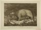 Late 1700s White Bear (polar Bear) Engraving By Grainger From Capt.  Cook Voyage Mining photo 1