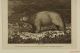 Late 1700s White Bear (polar Bear) Engraving By Grainger From Capt.  Cook Voyage Mining photo 2