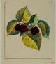 Antique French Mulberry Murier Botanical Engraving,  Print 1768 Arbres Fruitiers Other Antique Science, Medical photo 1