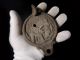 Choice Roman Style Terracotta Oil Lamp,  Love Scene,  Replica Roman photo 7