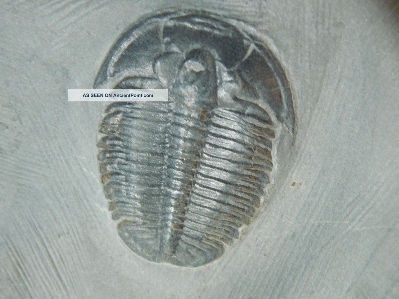 A Small 100 Natural Pristine & Perfect Utah Elrathia Trilobite Fossil 200gr F The Americas photo