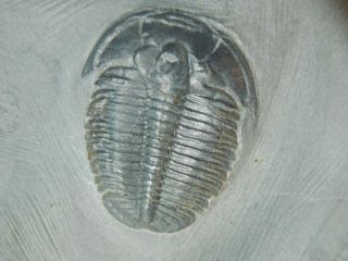 A Small 100 Natural Pristine & Perfect Utah Elrathia Trilobite Fossil 200gr F photo