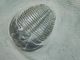 A Small 100 Natural Pristine & Perfect Utah Elrathia Trilobite Fossil 200gr F The Americas photo 1