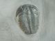 A Small 100 Natural Pristine & Perfect Utah Elrathia Trilobite Fossil 200gr F The Americas photo 4