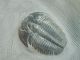 A Small 100 Natural Pristine & Perfect Utah Elrathia Trilobite Fossil 200gr F The Americas photo 5