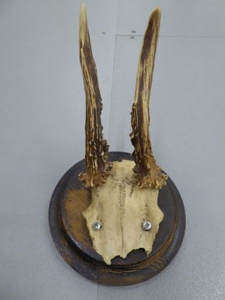 Rare Geneticaly Distorted Antique Roe Deer Buck Antlers Skull Mounted Taxidermy photo