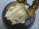 Rare Geneticaly Distorted Antique Roe Deer Buck Antlers Skull Mounted Taxidermy European photo 3