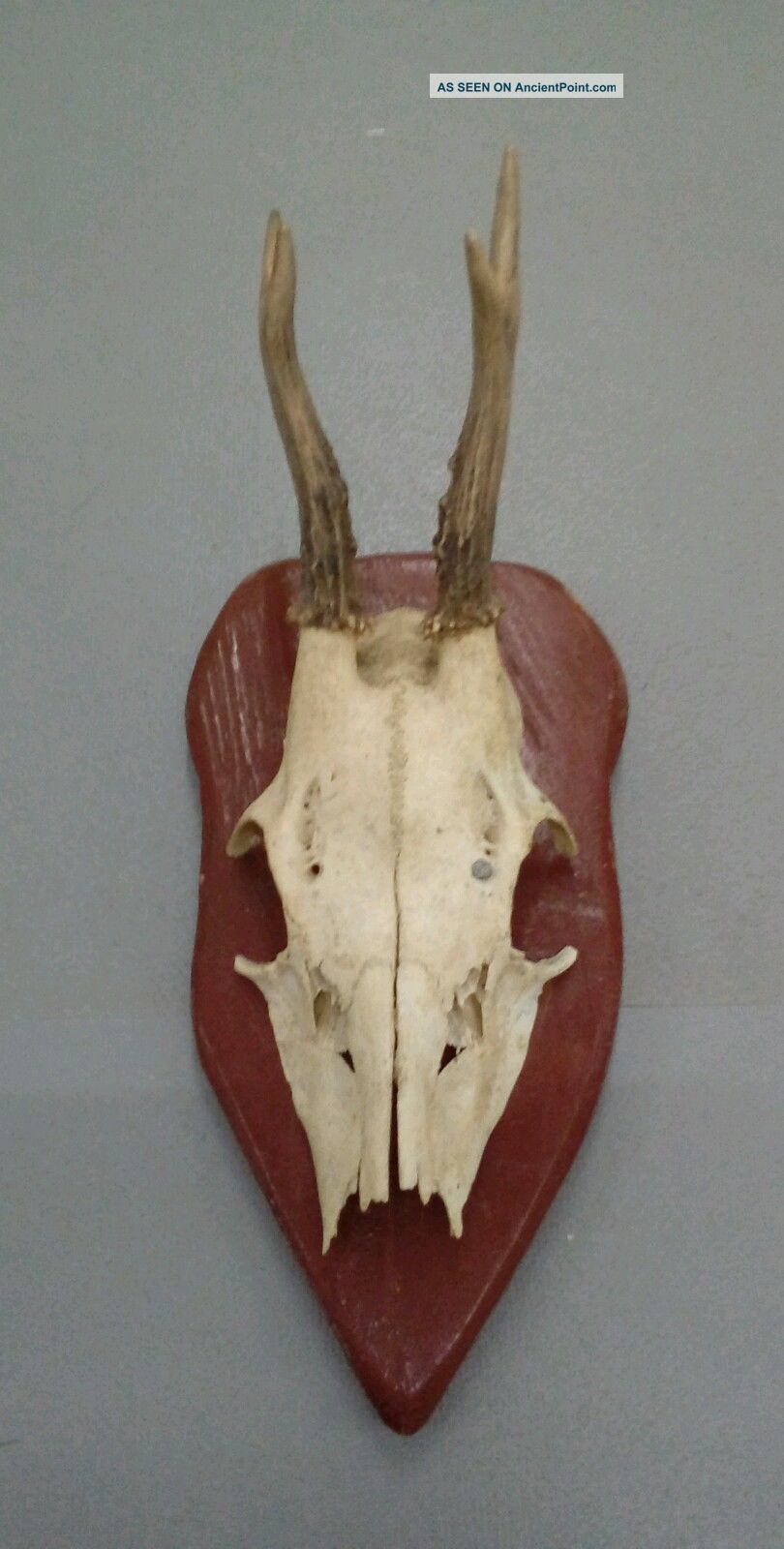 Vintage Antique Roe Deer Buck Antlers Skull Taxidermy Education Wood Mounted European photo